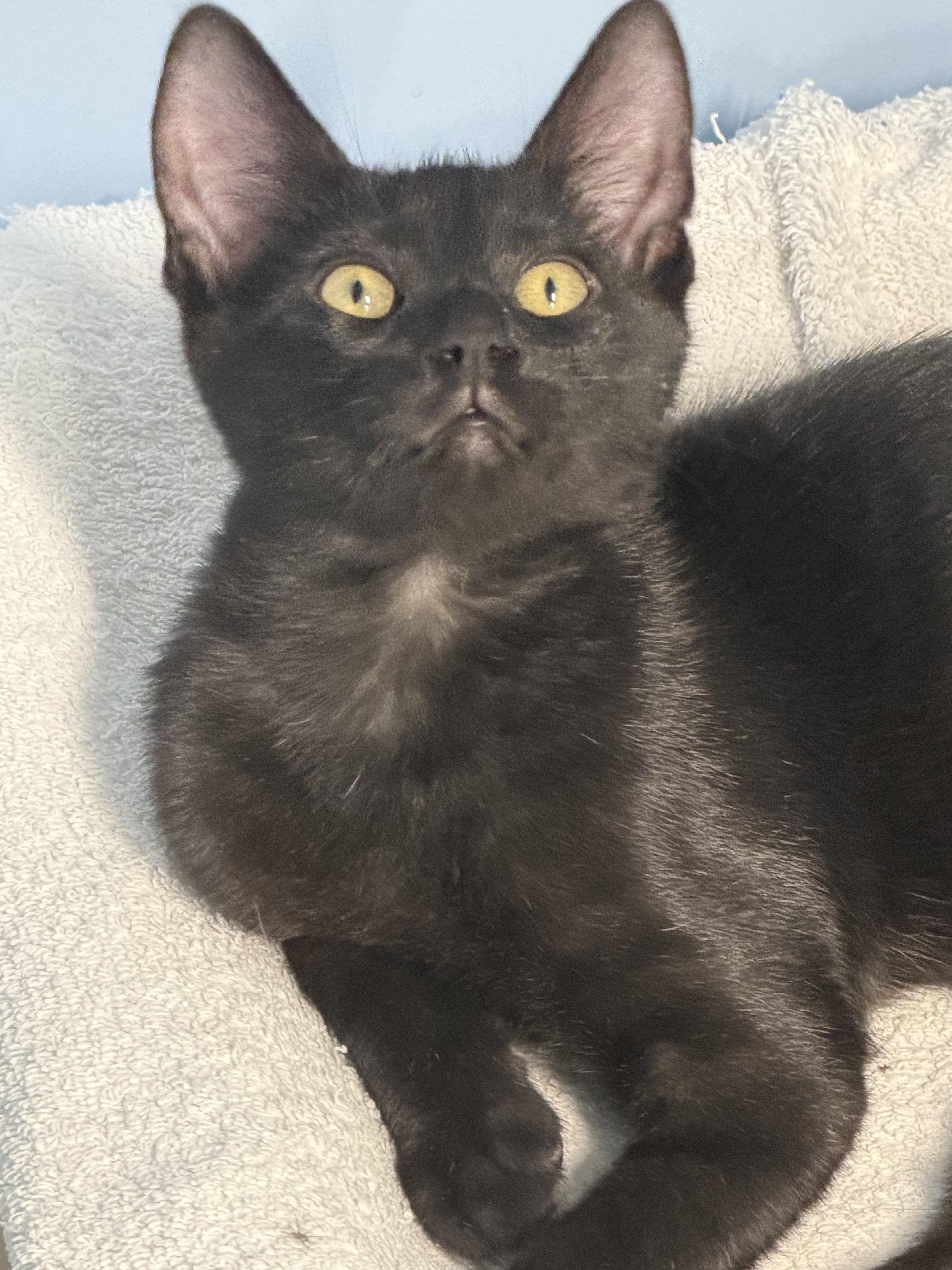 Enlarge Valor, a Adoptable Bombay in Mears, MI image 4/4
