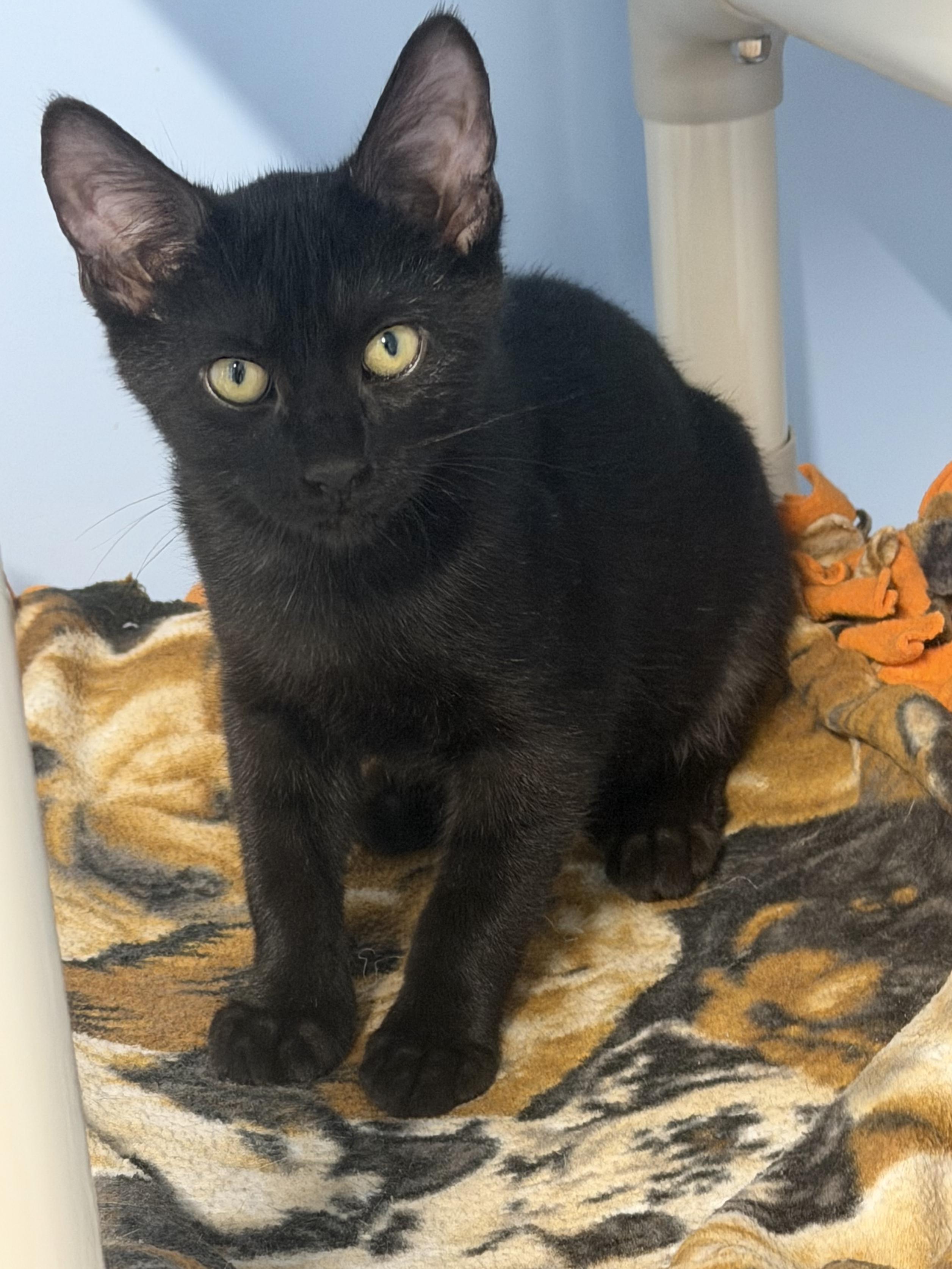 Enlarge Valor, a Adoptable Bombay in Mears, MI image 1/4