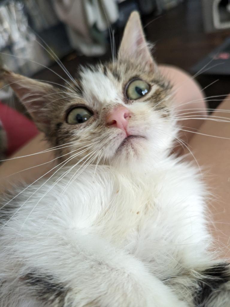 Bagel Bite, a Adoptable Tabby in San Antonio, TX image 1/6