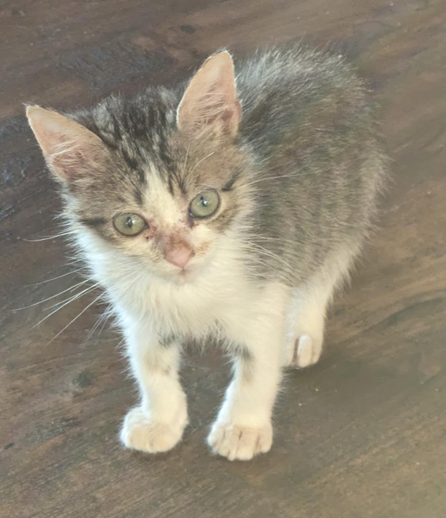 Enlarge Bagel Bite, a Adoptable Tabby in San Antonio, TX image 3/6