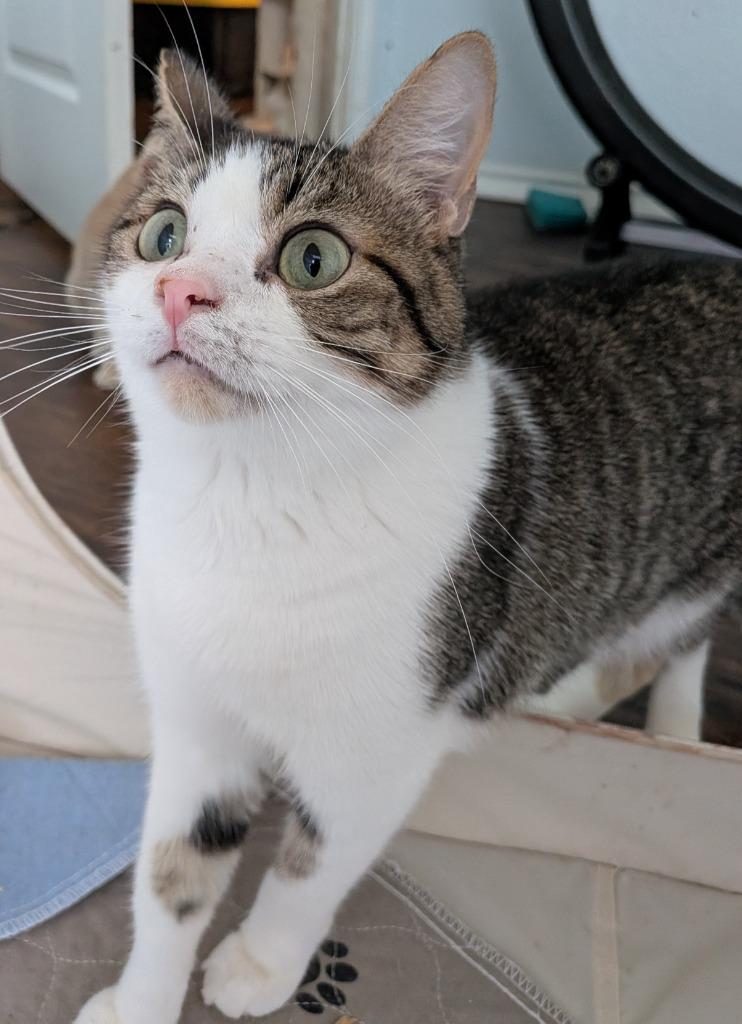 Enlarge Bagel Bite, a Adoptable Tabby in San Antonio, TX image 1/6