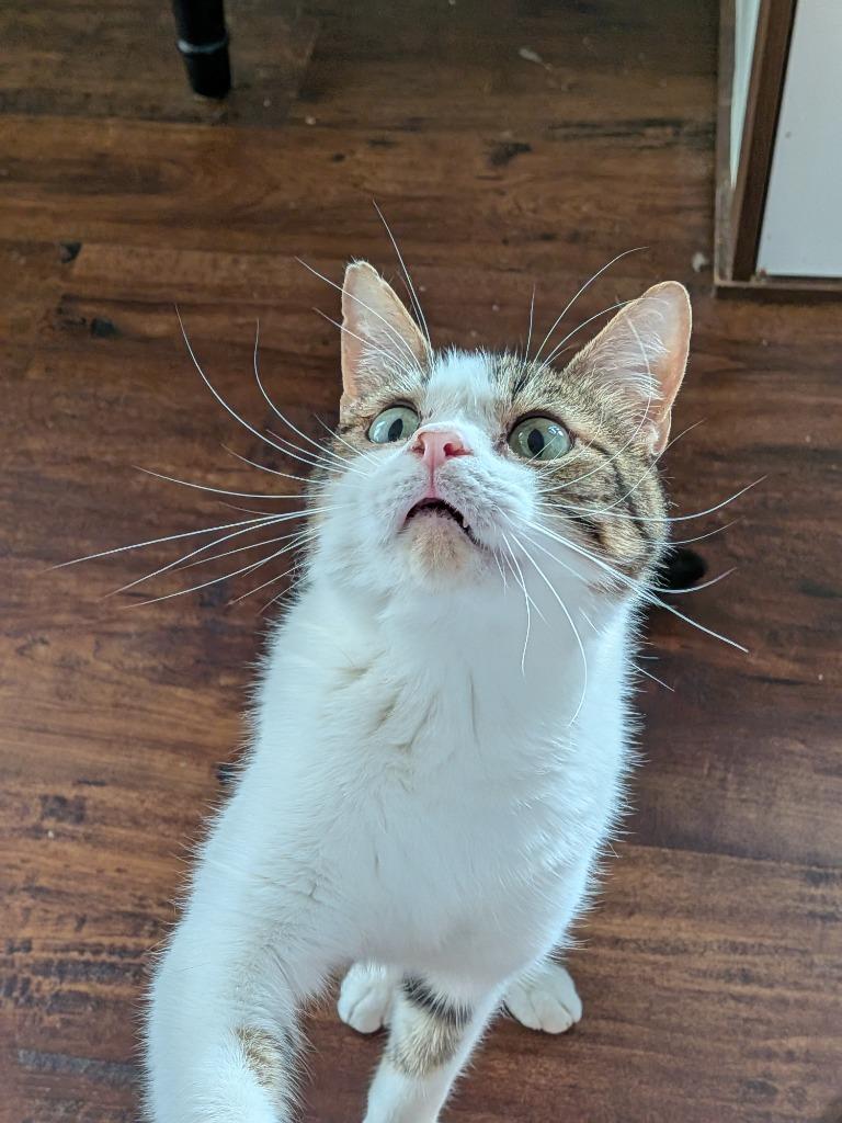 Enlarge Bagel Bite, a Adoptable Tabby in San Antonio, TX image 4/6