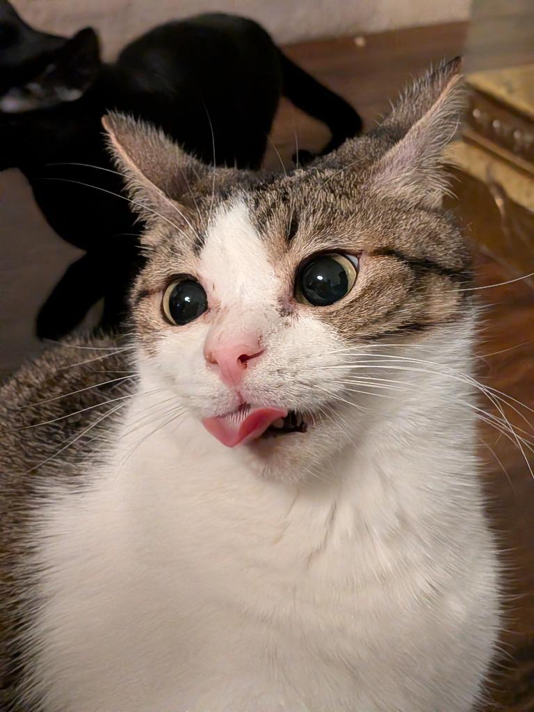 Enlarge Bagel Bite, a Adoptable Tabby in San Antonio, TX image 3/6