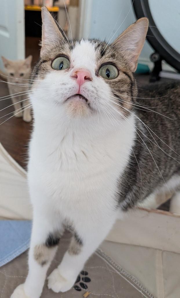 Enlarge Bagel Bite, a Adoptable Tabby in San Antonio, TX image 4/6