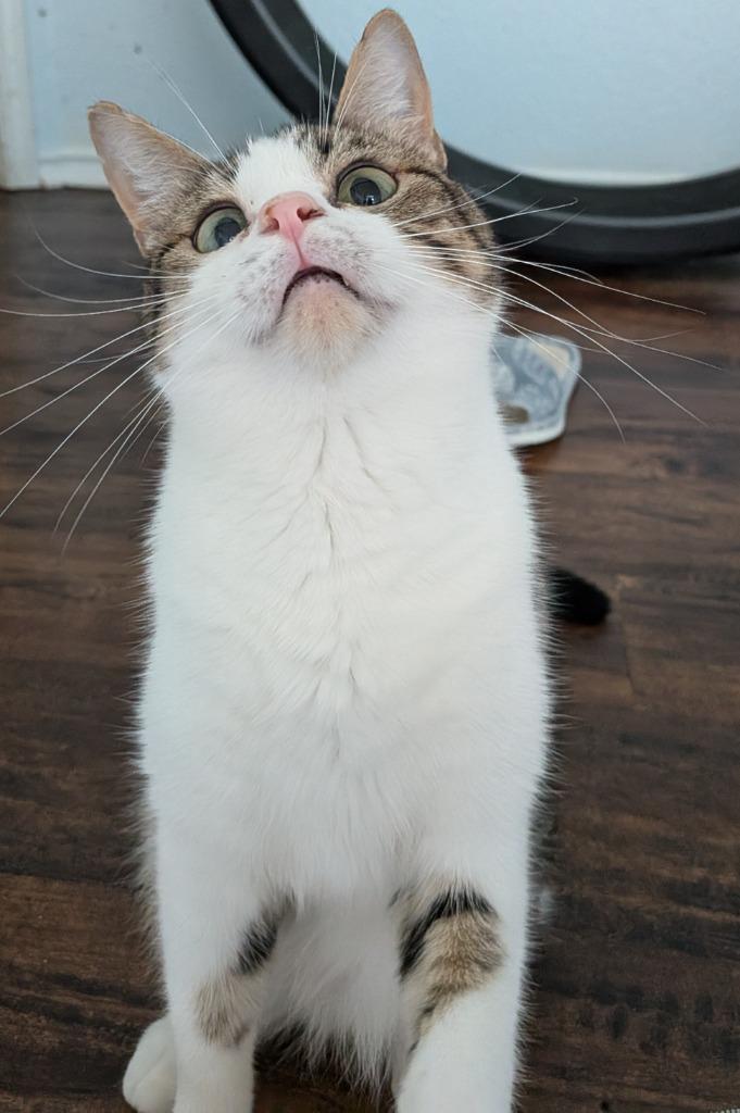 Enlarge Bagel Bite, a Adoptable Tabby in San Antonio, TX image 5/6