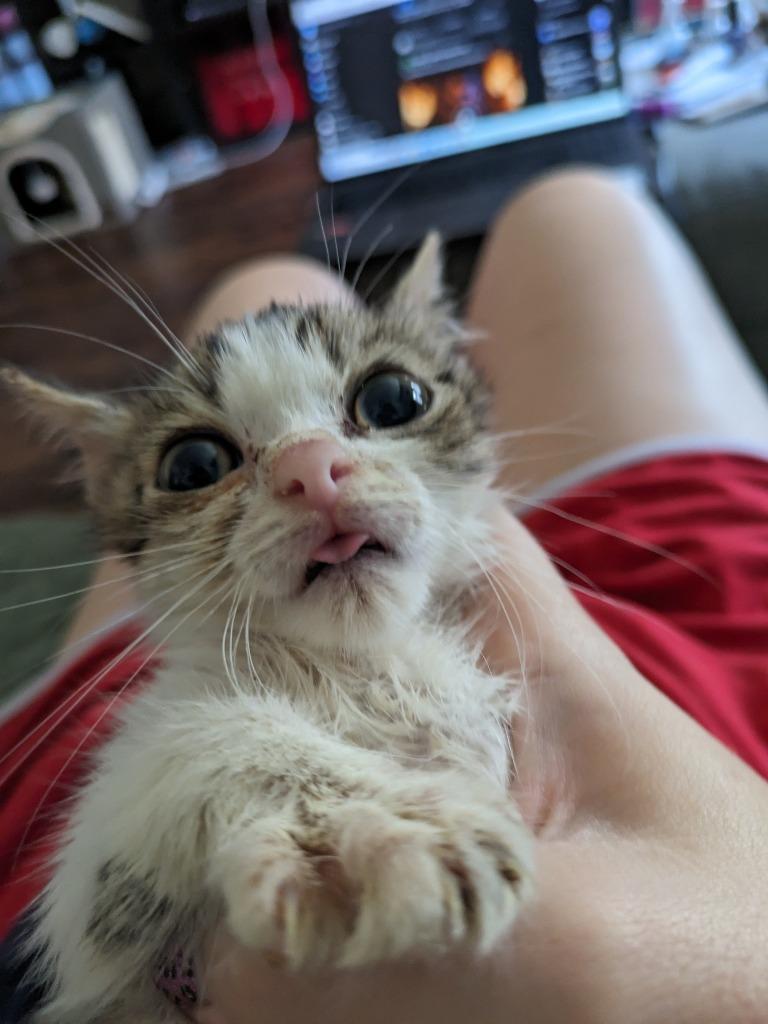 Enlarge Bagel Bite, a Adoptable Tabby in San Antonio, TX image 5/6