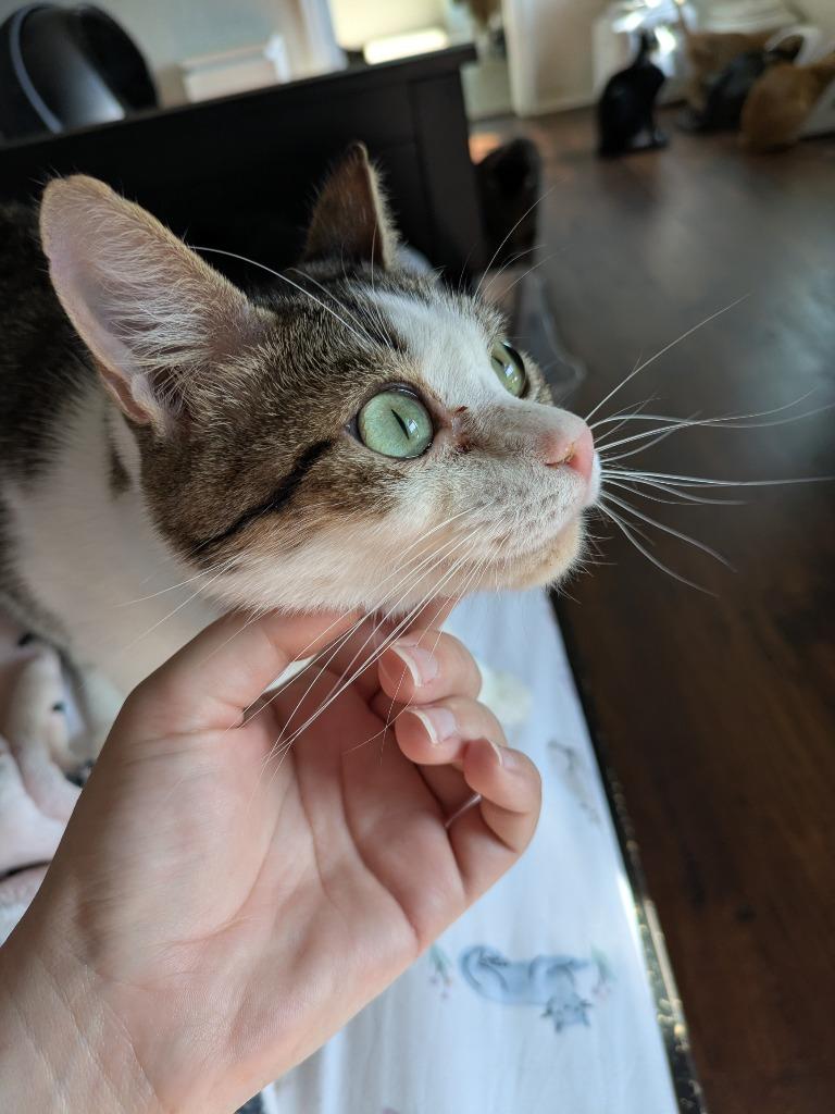 Enlarge Bagel Bite, a Adoptable Tabby in San Antonio, TX image 6/6