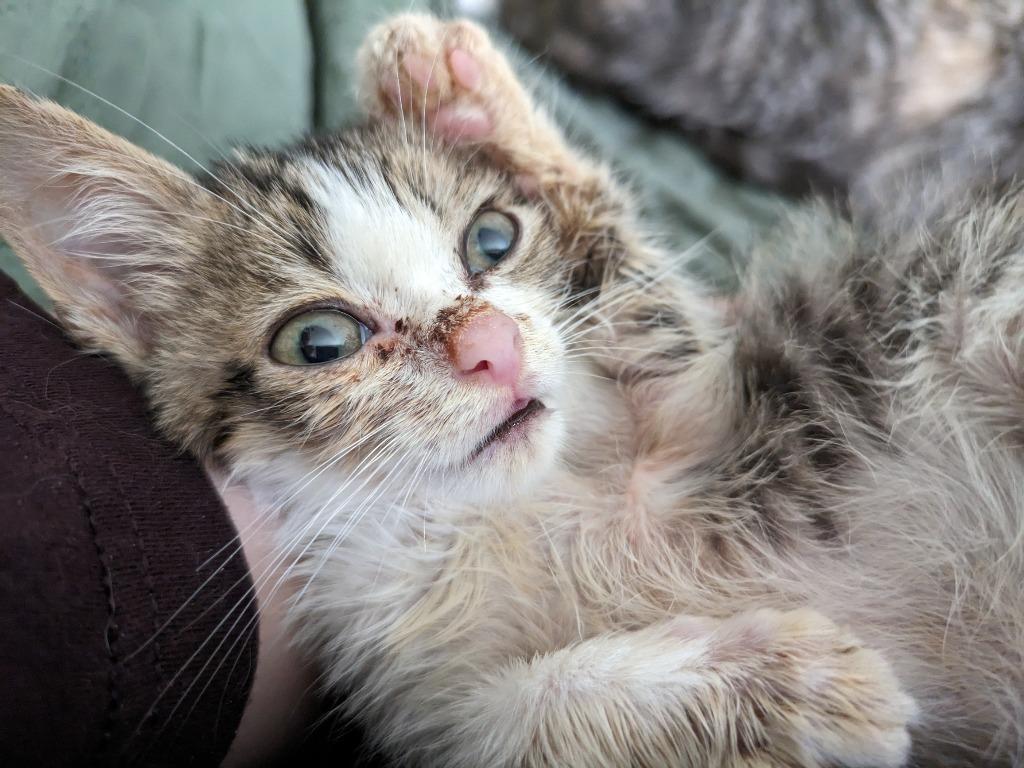 Enlarge Bagel Bite, a Adoptable Tabby in San Antonio, TX image 6/6