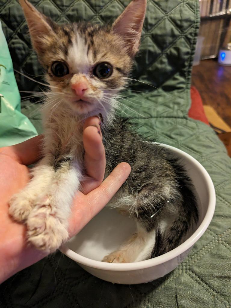 Enlarge Bagel Bite, a Adoptable Tabby in San Antonio, TX image 6/6