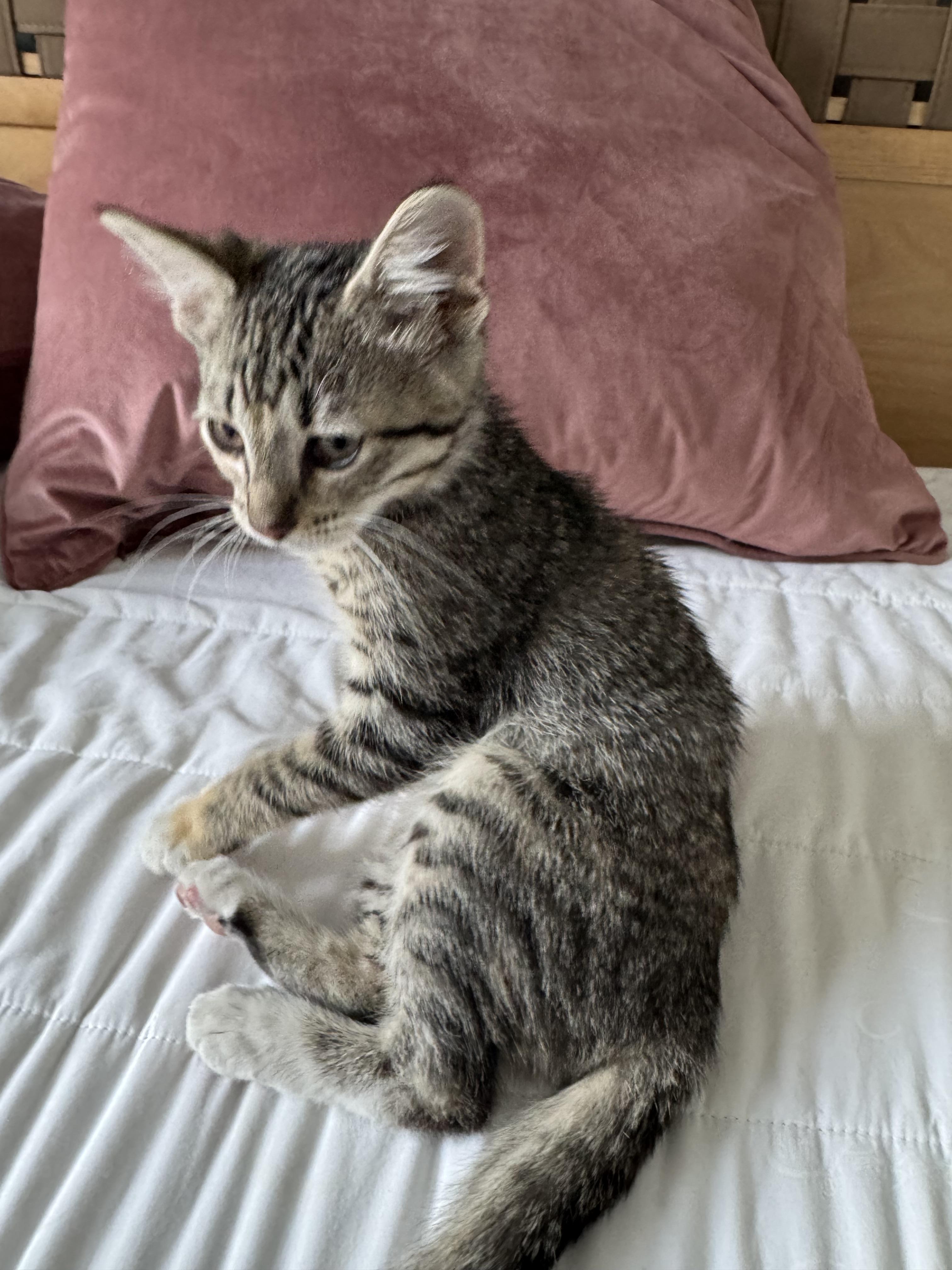 Charley, Baby Female unknown