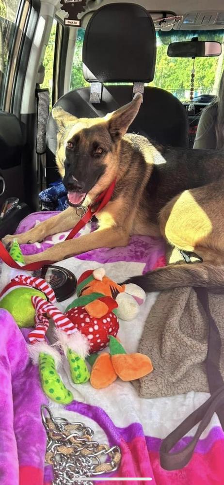 Enlarge Liberty, a Adoptable German Shepherd Dog in West Palm Beach, FL image 1/6