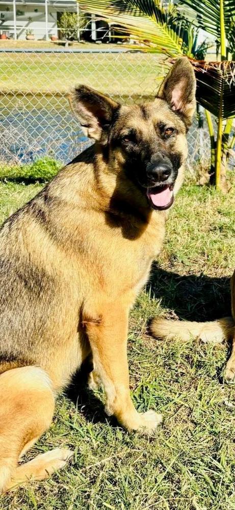 Enlarge Liberty, a Adoptable German Shepherd Dog in West Palm Beach, FL image 2/6