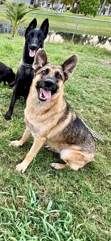 Enlarge Liberty, a Adoptable German Shepherd Dog in West Palm Beach, FL image 3/6