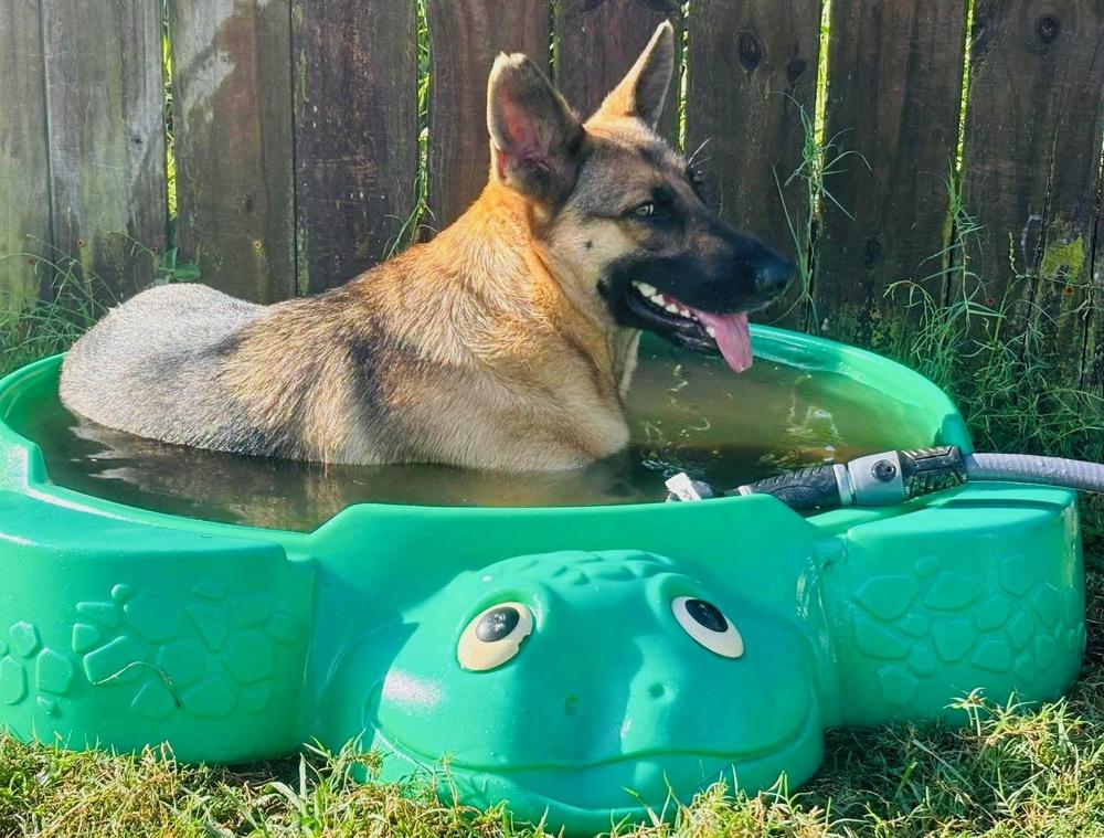 Enlarge Liberty, a Adoptable German Shepherd Dog in West Palm Beach, FL image 4/6
