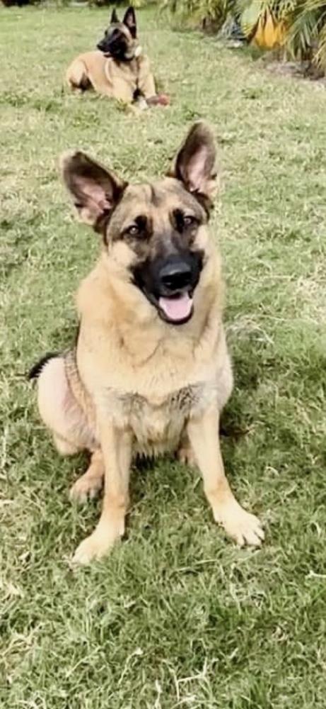 Enlarge Liberty, a Adoptable German Shepherd Dog in West Palm Beach, FL image 5/6