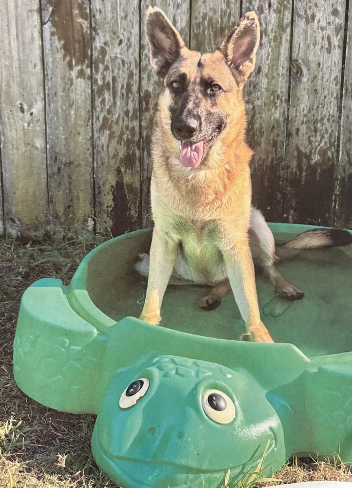 Liberty, Adoptable, Adult Female German Shepherd Dog.