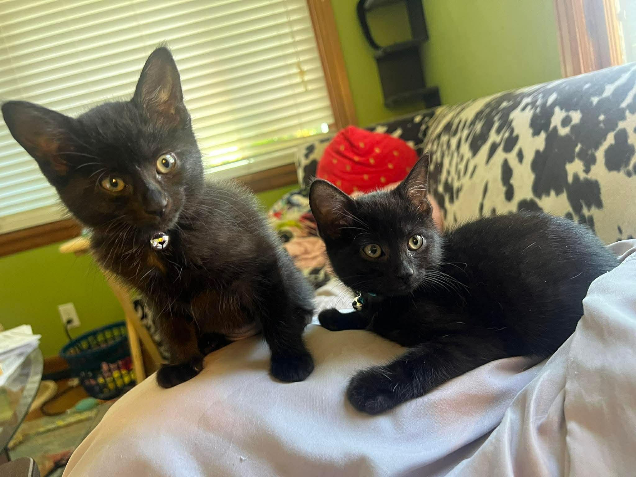 Dear Prudence, a ADOPTABLE Domestic Short Hair in Milwaukee, WI image 3/4