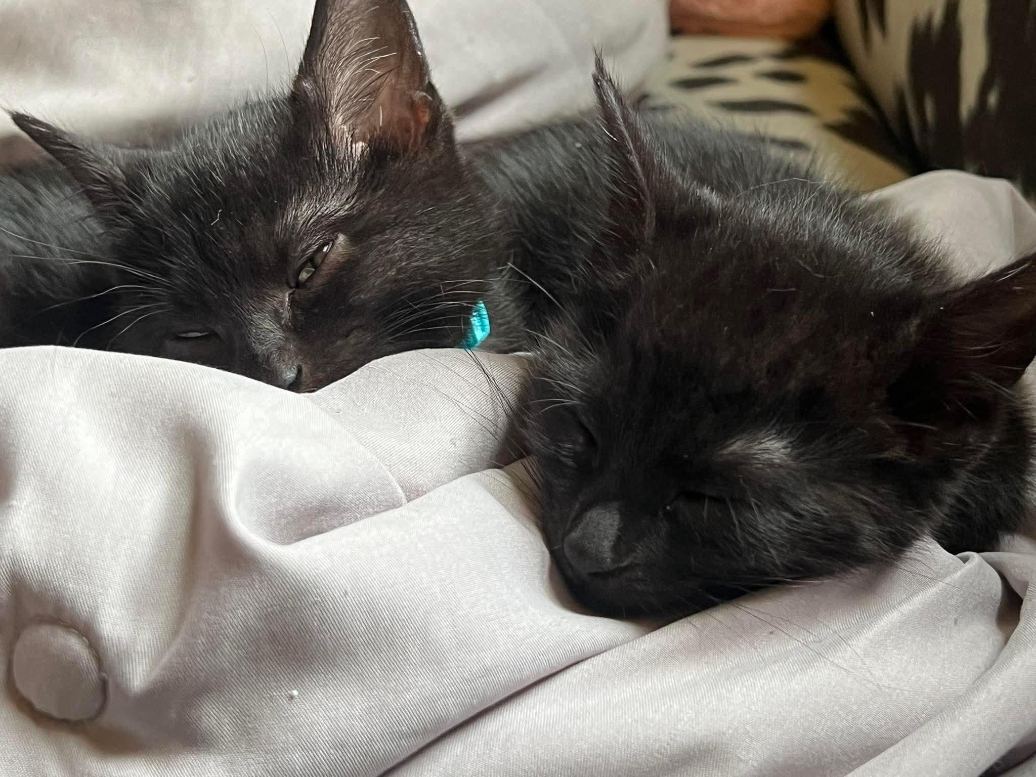 Dear Prudence, a ADOPTABLE Domestic Short Hair in Milwaukee, WI image 4/4