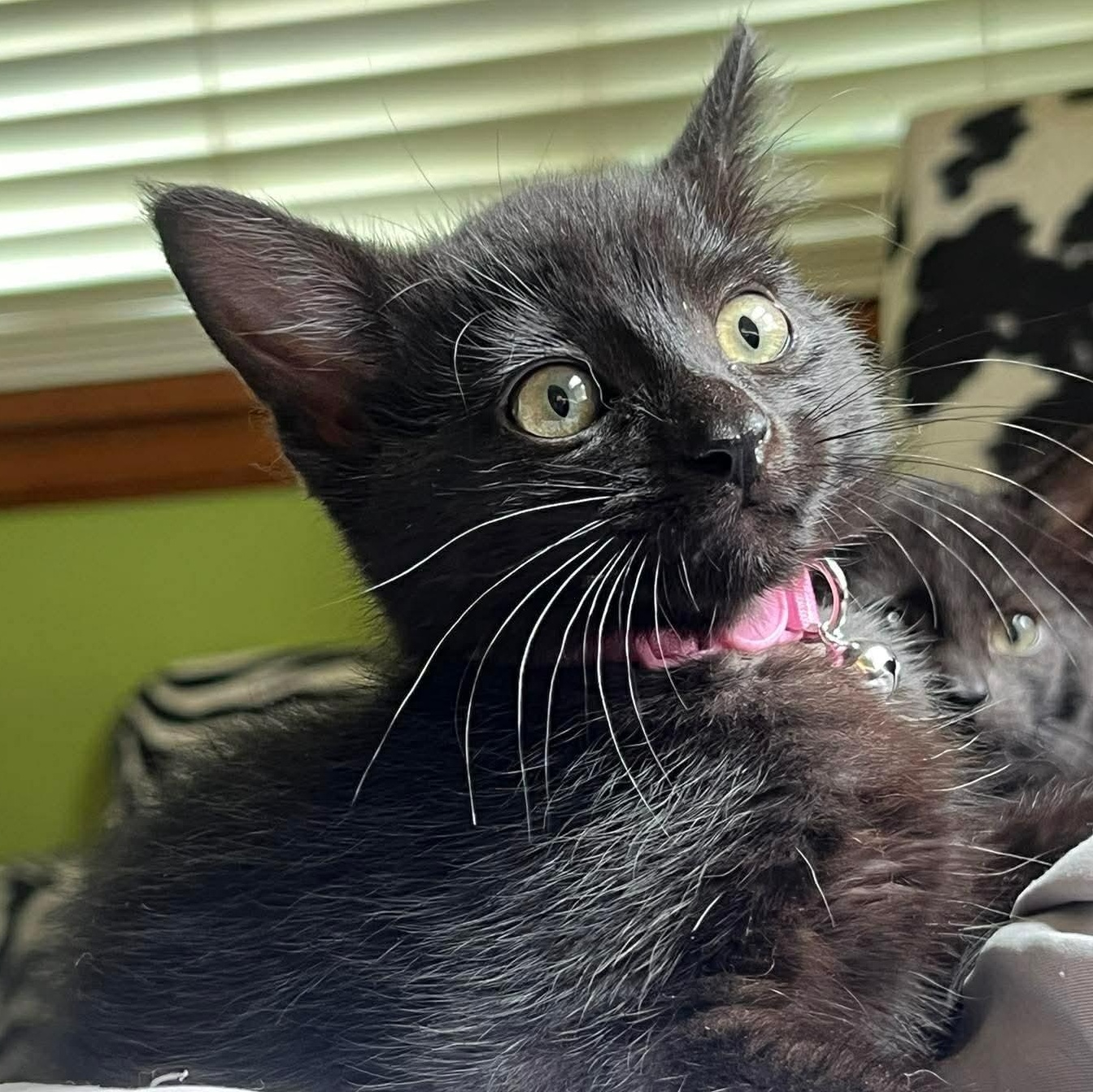 Dear Prudence, ADOPTABLE, Kitten Female Domestic Short Hair.