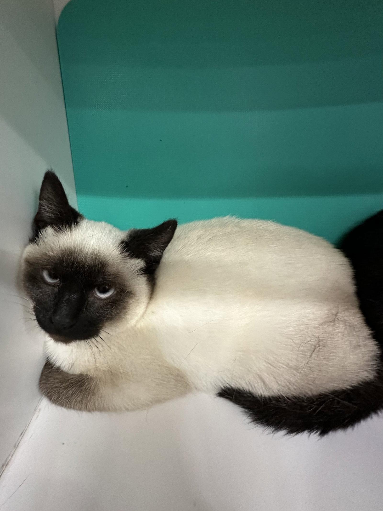 Kitty 2, Adopted, Kitten Female Siamese.