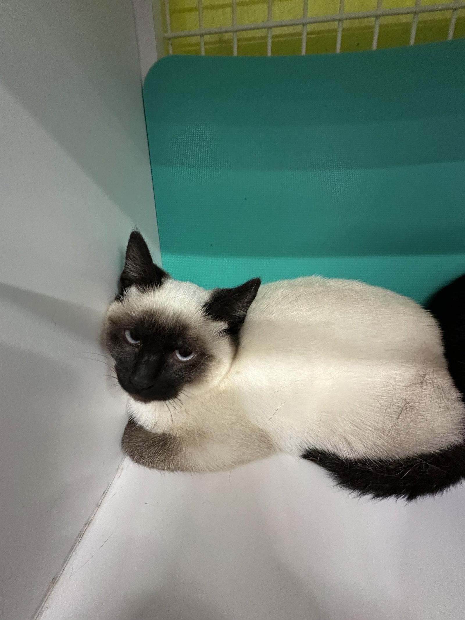 Enlarge Kitty 2, a Adopted Siamese in Plano, TX image 2/2