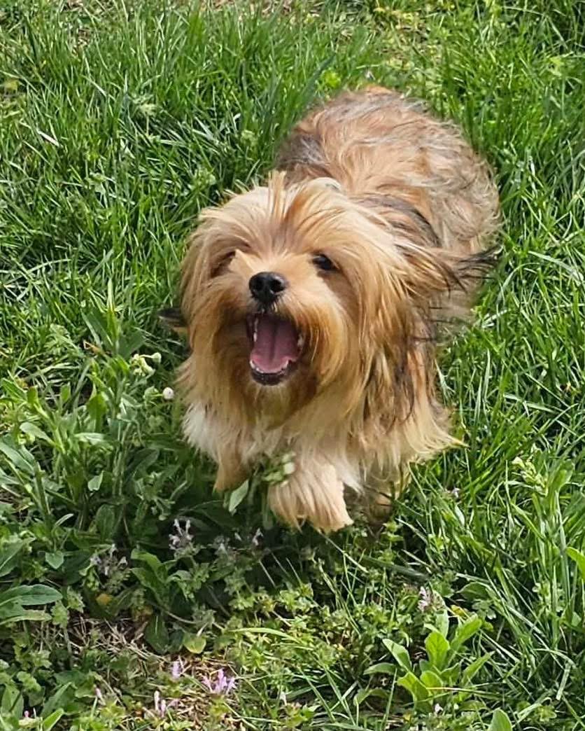 Dax, Adopted, Young Male Yorkshire Terrier.