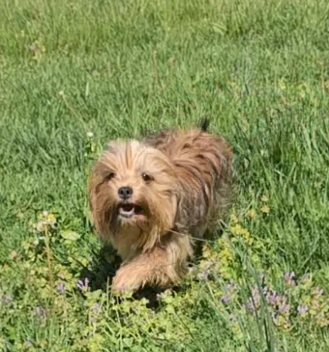 Enlarge Dax, a Adopted mixed breed in Richmond, KY image 2/5