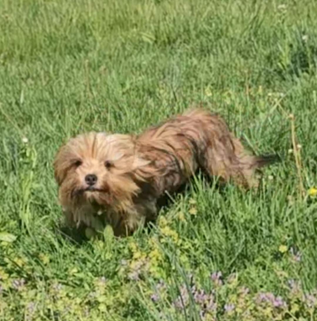 Enlarge Dax, a Adopted mixed breed in Richmond, KY image 3/5