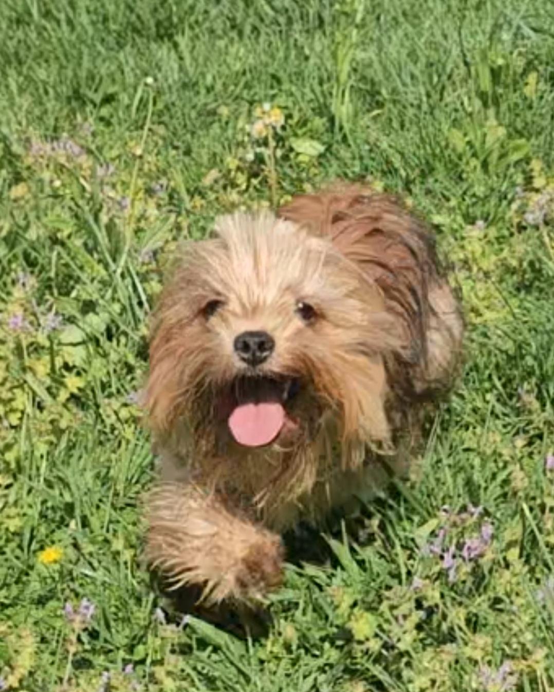 Enlarge Dax, a Adopted mixed breed in Richmond, KY image 4/5