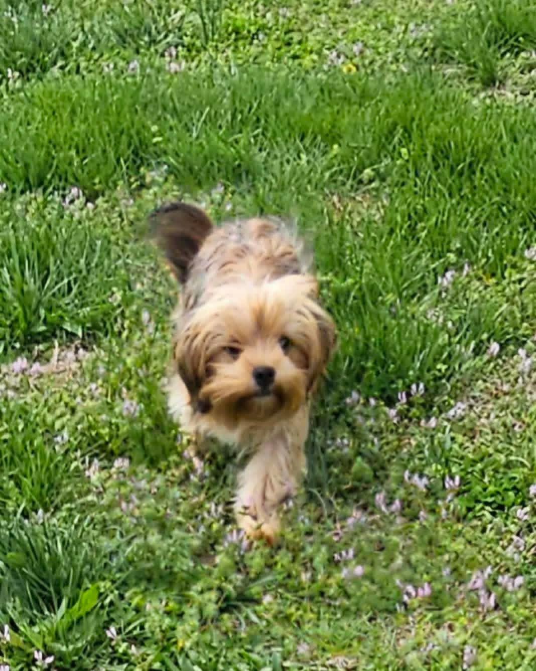 Enlarge Dax, a Adopted mixed breed in Richmond, KY image 5/5