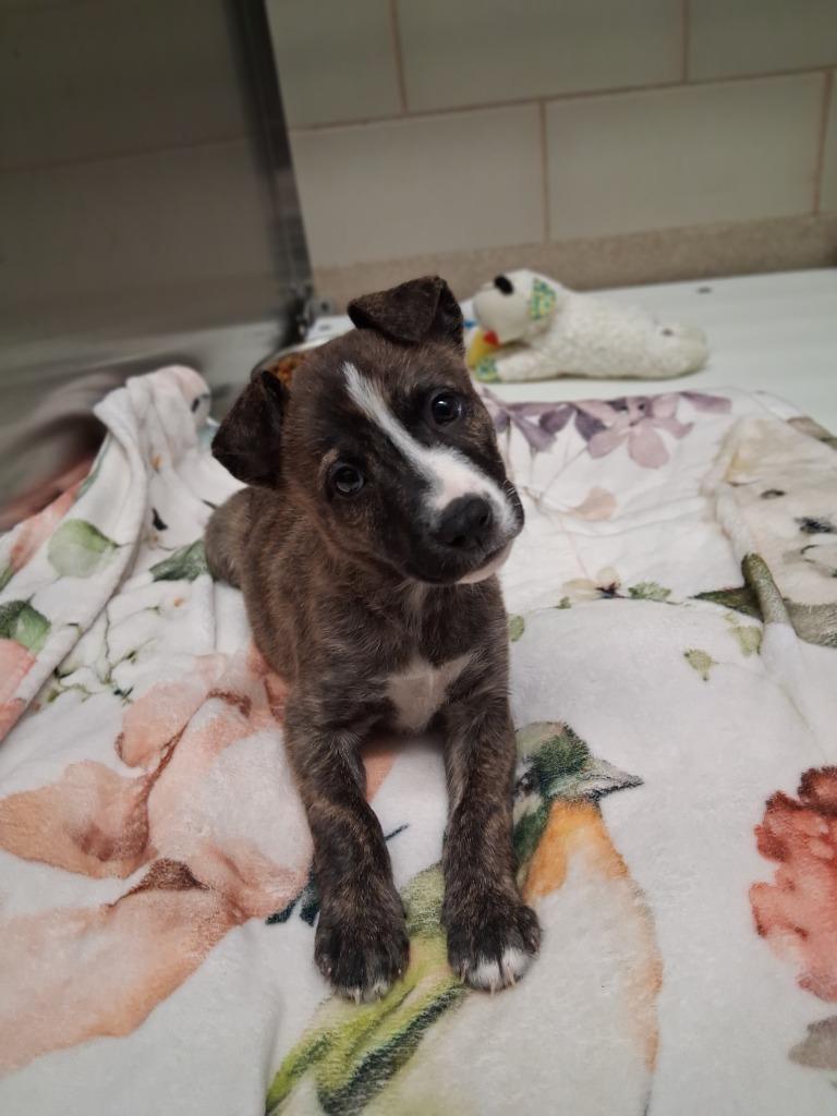 Enlarge Misty, a Adoptable mixed breed in Seguin, TX image 1/3