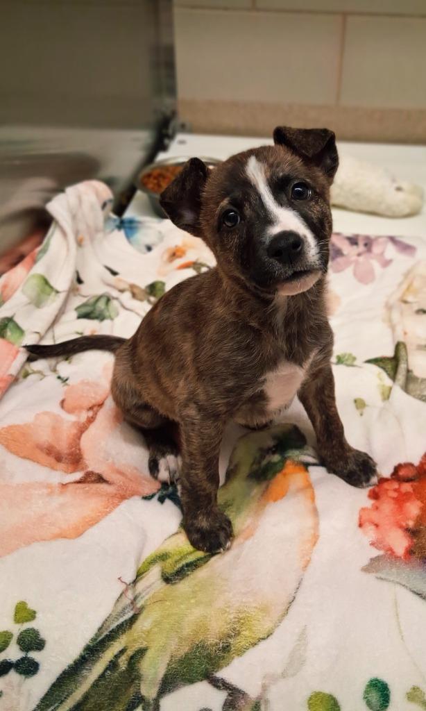 Enlarge Misty, a Adoptable mixed breed in Seguin, TX image 2/3