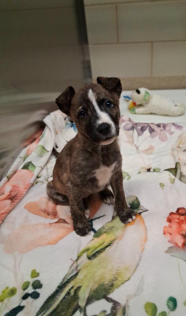 Enlarge Misty, a Adoptable mixed breed in Seguin, TX image 3/3