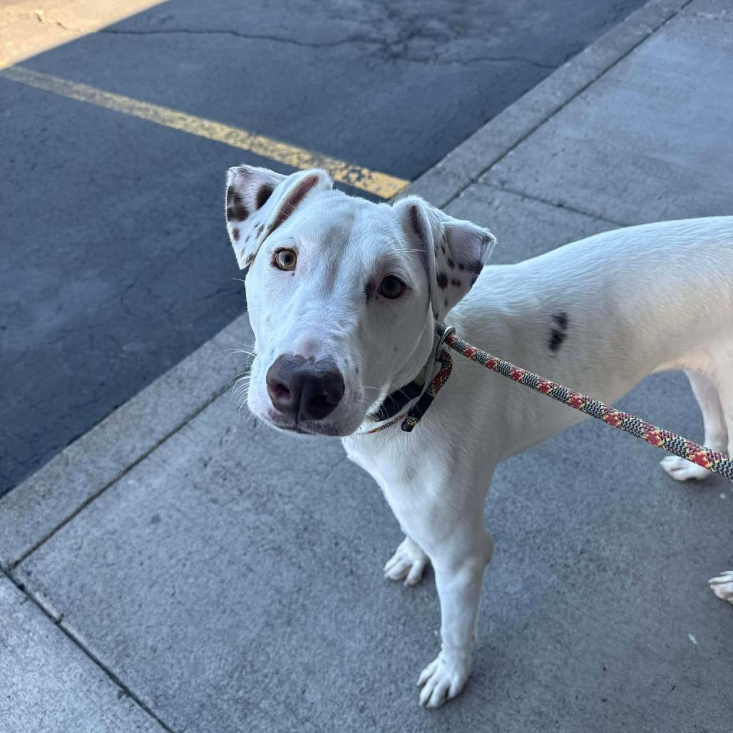 Gus, a Adoptable Mixed Breed in Bend, OR image 1/6