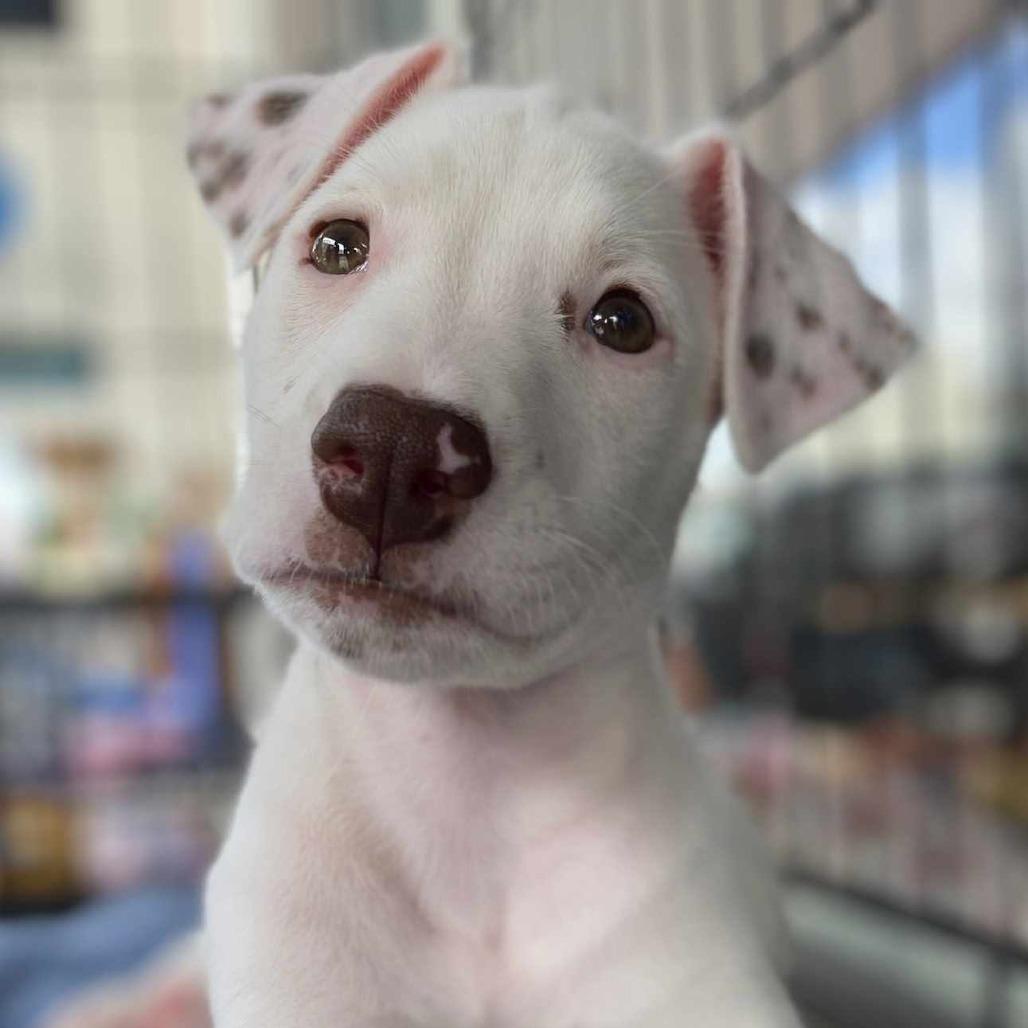 Gus, a Adoptable Mixed Breed in Bend, OR image 2/6