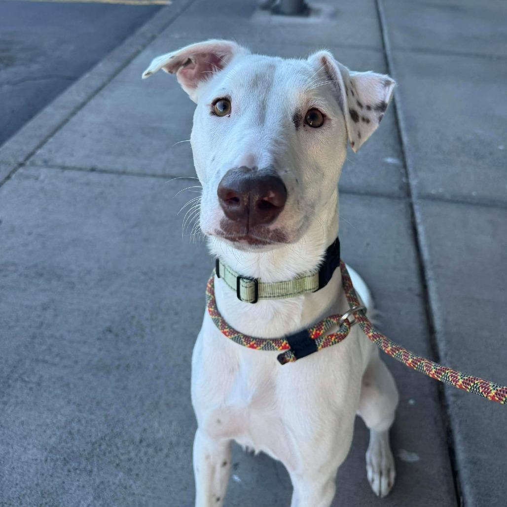 Gus, a Adoptable Mixed Breed in Bend, OR image 5/6