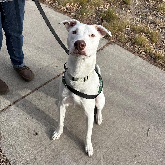 Gus, a Adoptable Mixed Breed in Bend, OR image 6/6