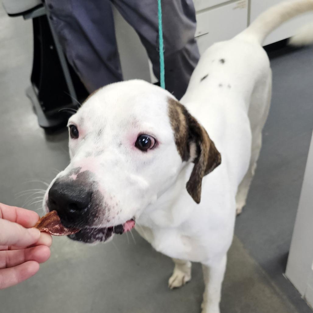 Dobbie, Adoptable, Adult Male Labrador Retriever & Boxer.