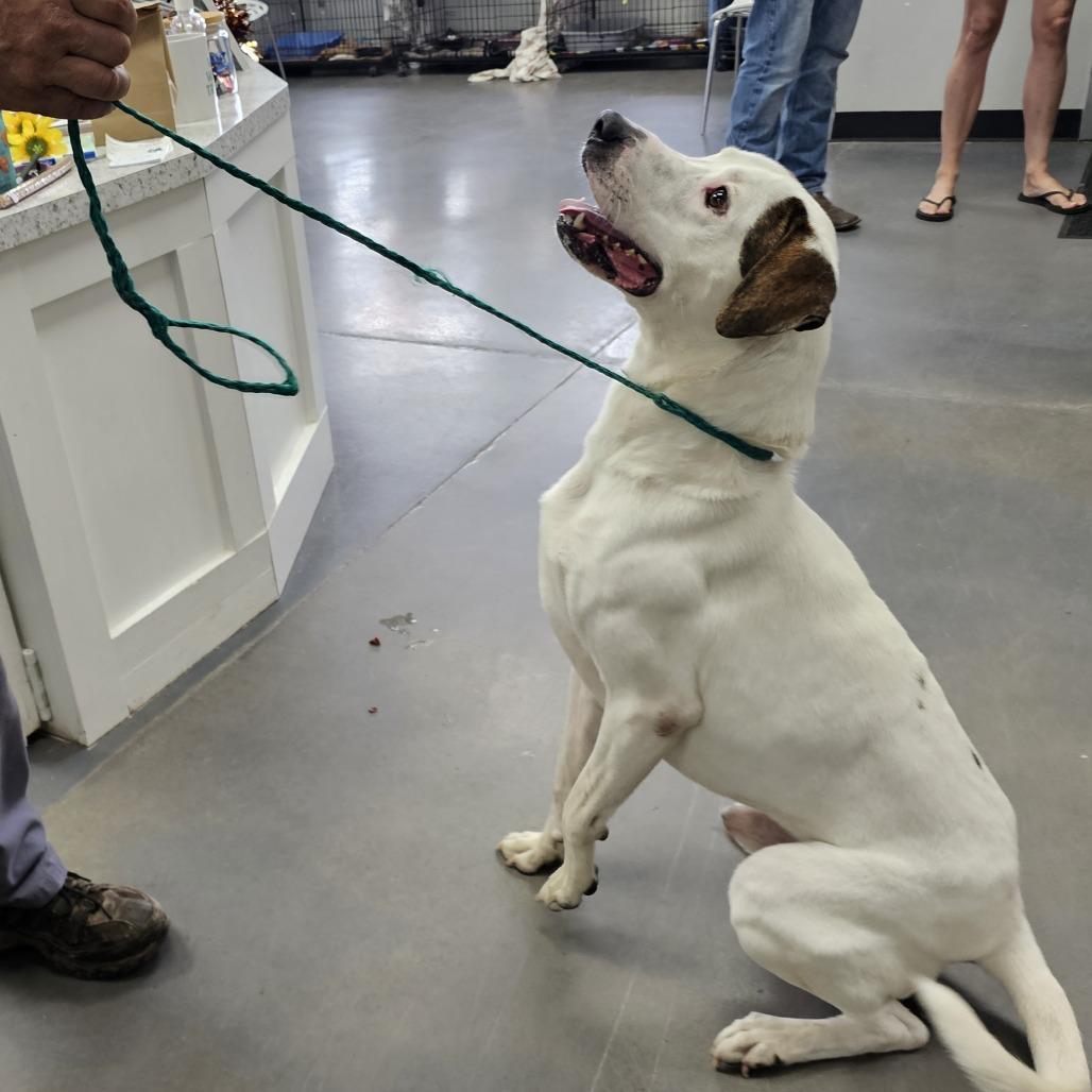 Enlarge Dobbie, a Adoptable mixed breed in Normal, IL image 3/6