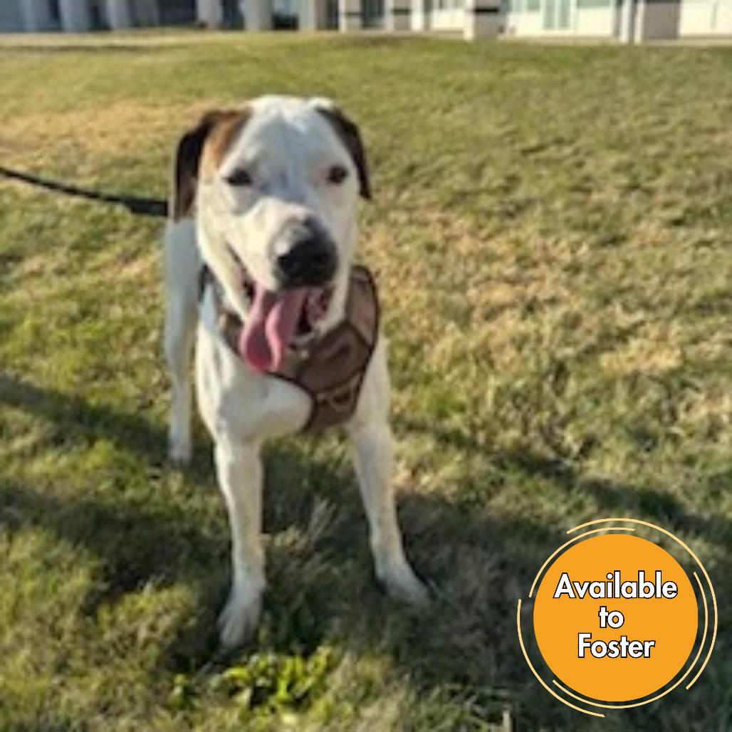 Enlarge Dobbie, a Adoptable mixed breed in Normal, IL image 3/6