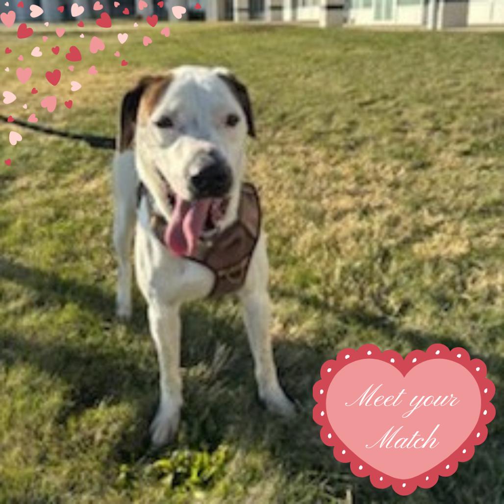 Enlarge Dobbie, a Adoptable mixed breed in Normal, IL image 4/6