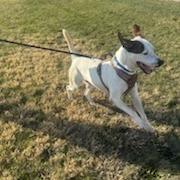 Enlarge Dobbie, a Adoptable mixed breed in Normal, IL image 5/6