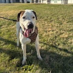 Enlarge Dobbie, a Adoptable mixed breed in Normal, IL image 6/6