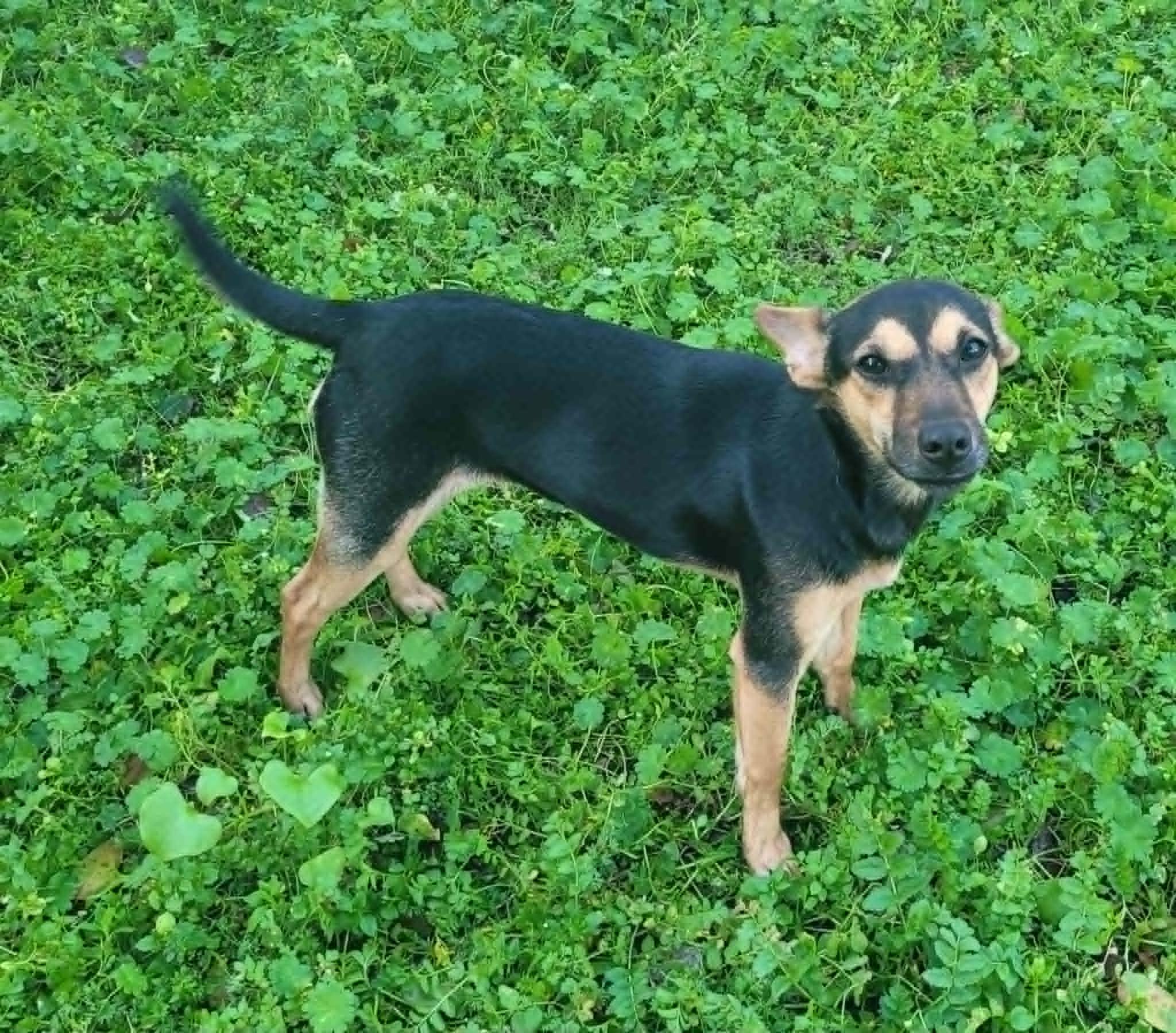 Enlarge Indigo!, a ADOPTABLE mixed breed in Roseville, CA image 3/4