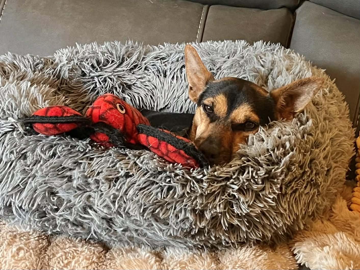 Enlarge Indigo!, a ADOPTABLE mixed breed in Roseville, CA image 2/6