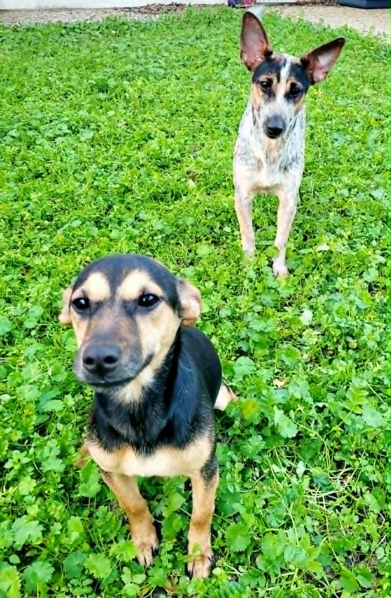 Enlarge Indigo!, a ADOPTABLE mixed breed in Roseville, CA image 4/4