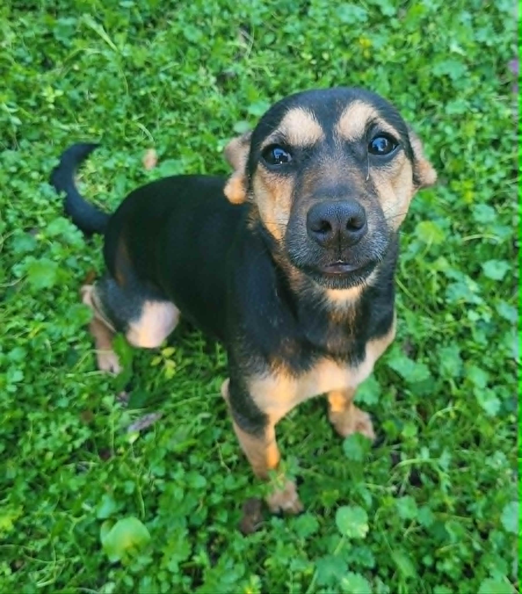 Indigo!, ADOPTABLE, Young Female Chihuahua.