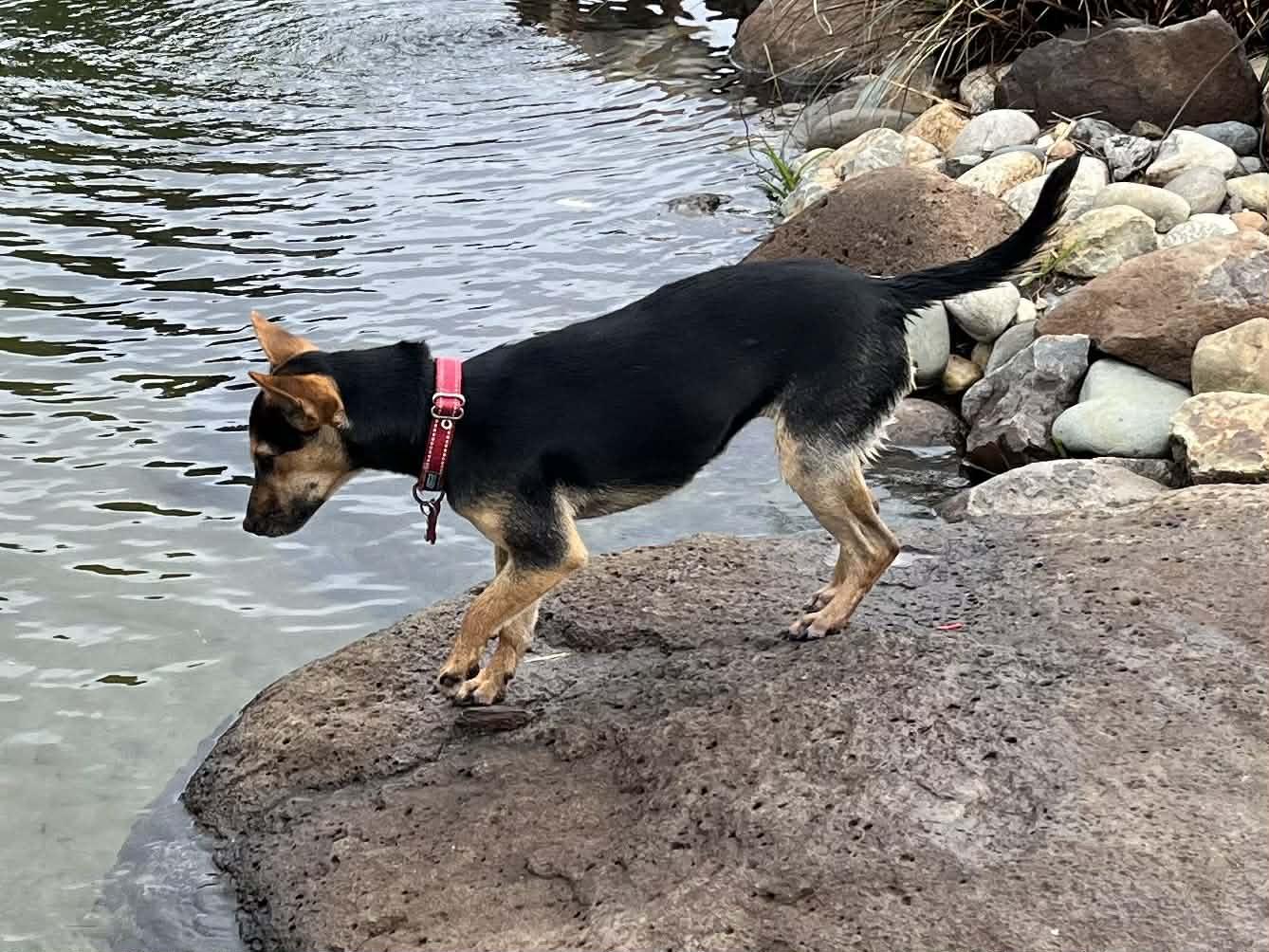 Enlarge Indigo!, a ADOPTABLE mixed breed in Roseville, CA image 5/6