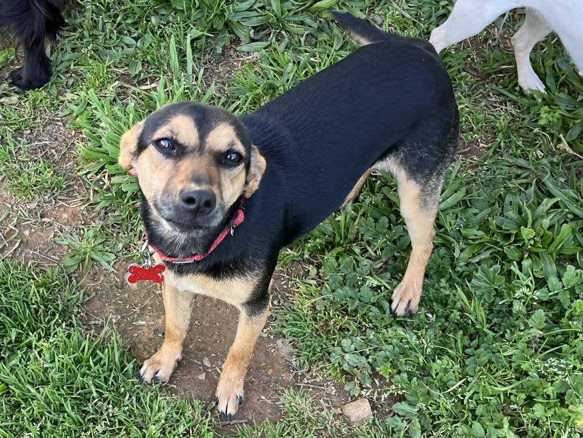 Enlarge Indigo!, a ADOPTABLE mixed breed in Roseville, CA image 2/4