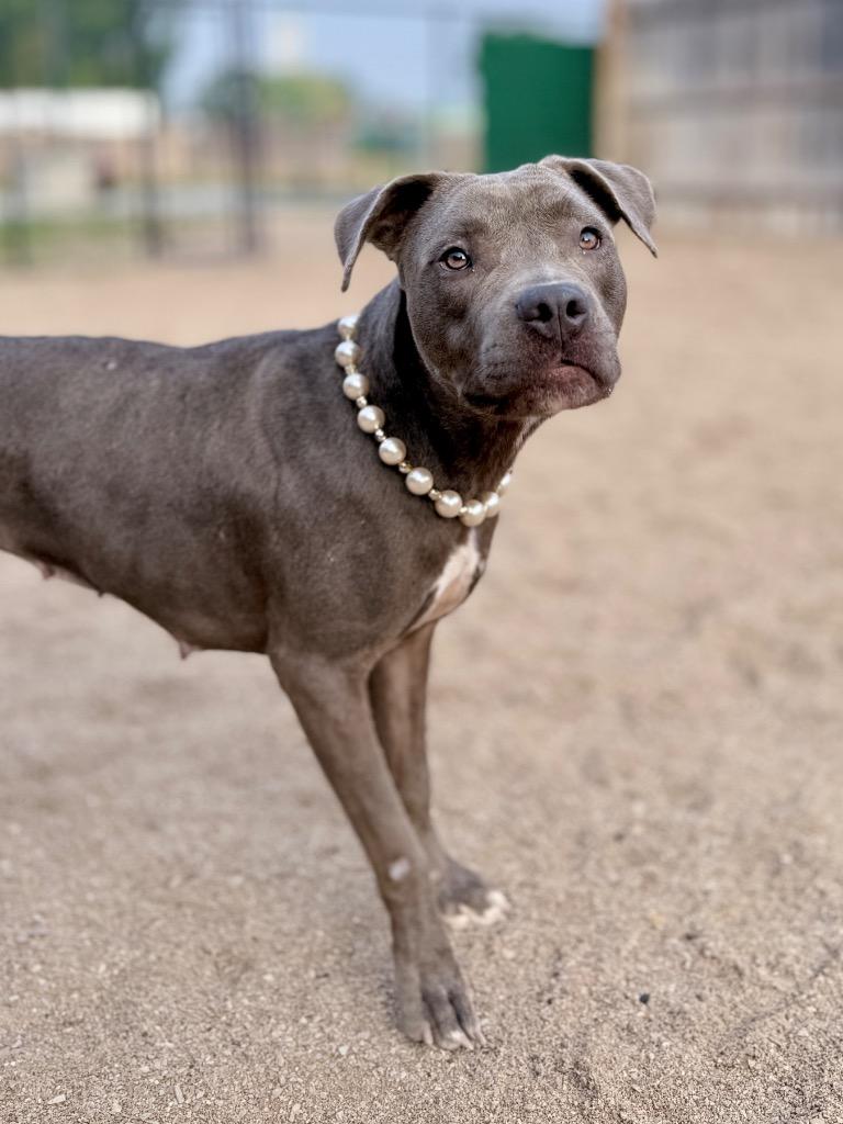 Isis, Adoptable, Young Female Mixed Breed.